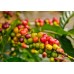 Nilgiri Spices, 100 % Natural Fresh Coffee Green coffee, Green Coffee Beans 500 Grams ( Pack of 2 x 250 grams)